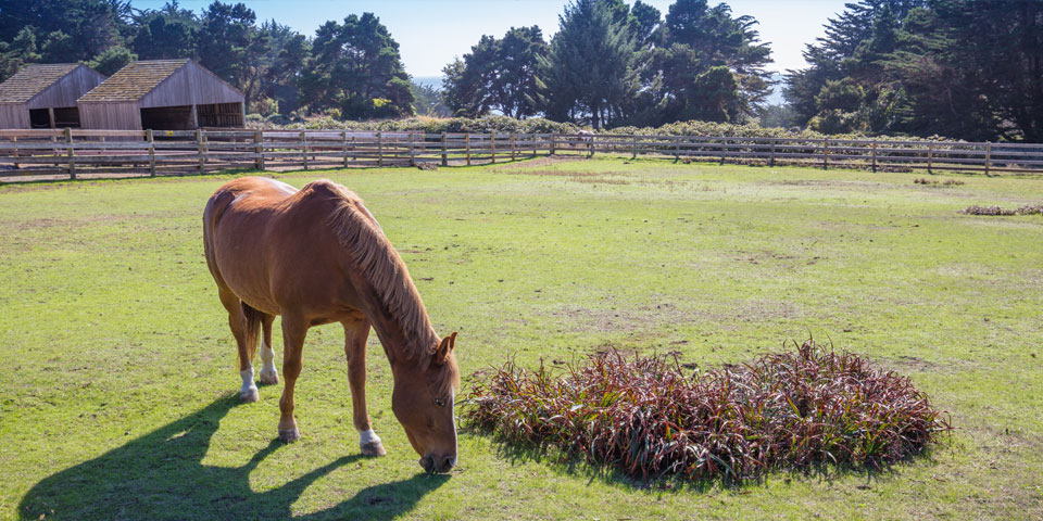 the sea ranch equestrian center and horse